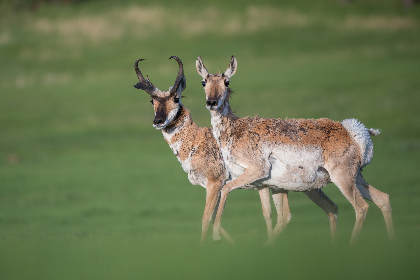 Pronghorn Pair, Wind Cave National Park, South Dakota