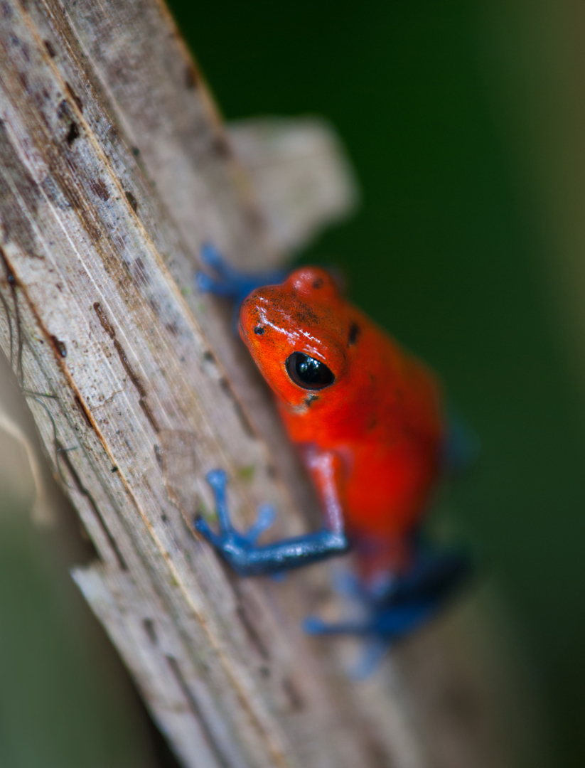 Strawberry Poison Dart Frog, La Selva, Costa Rica