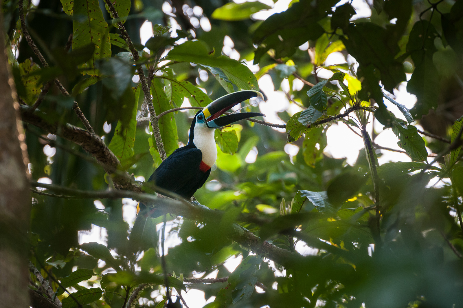 White-throated Toucan, Madidi National Park, Bolivia