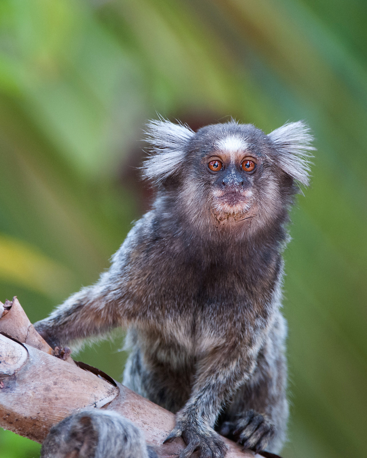 White Tufted-Ear Marmoset, Piaui State, Brazil