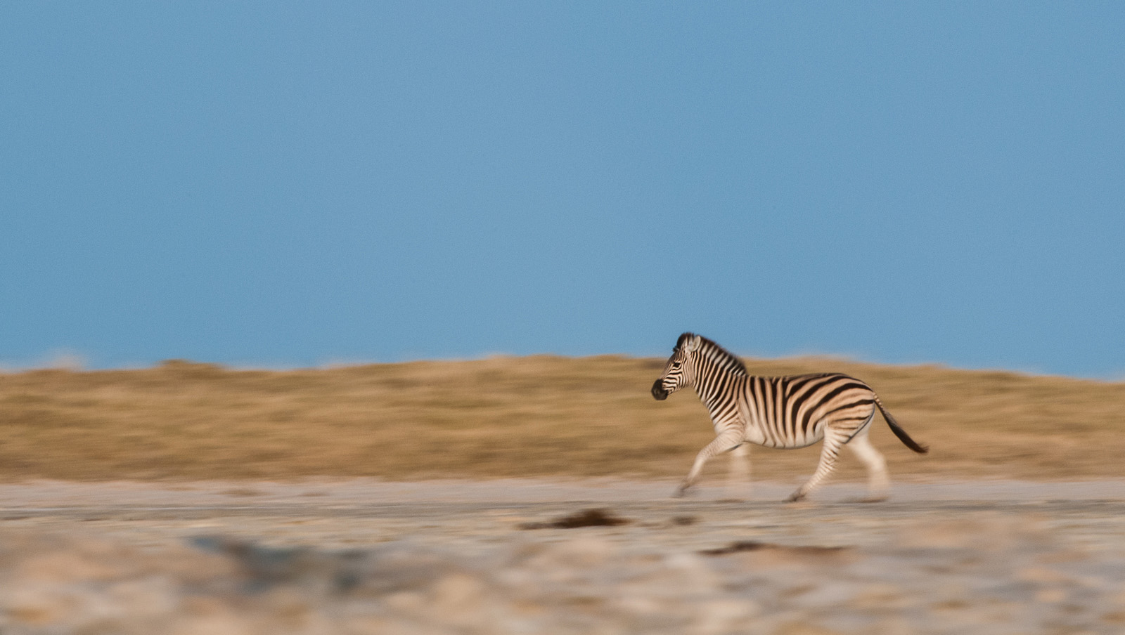 Zebra, Makgadikgadi Pan, Botswana