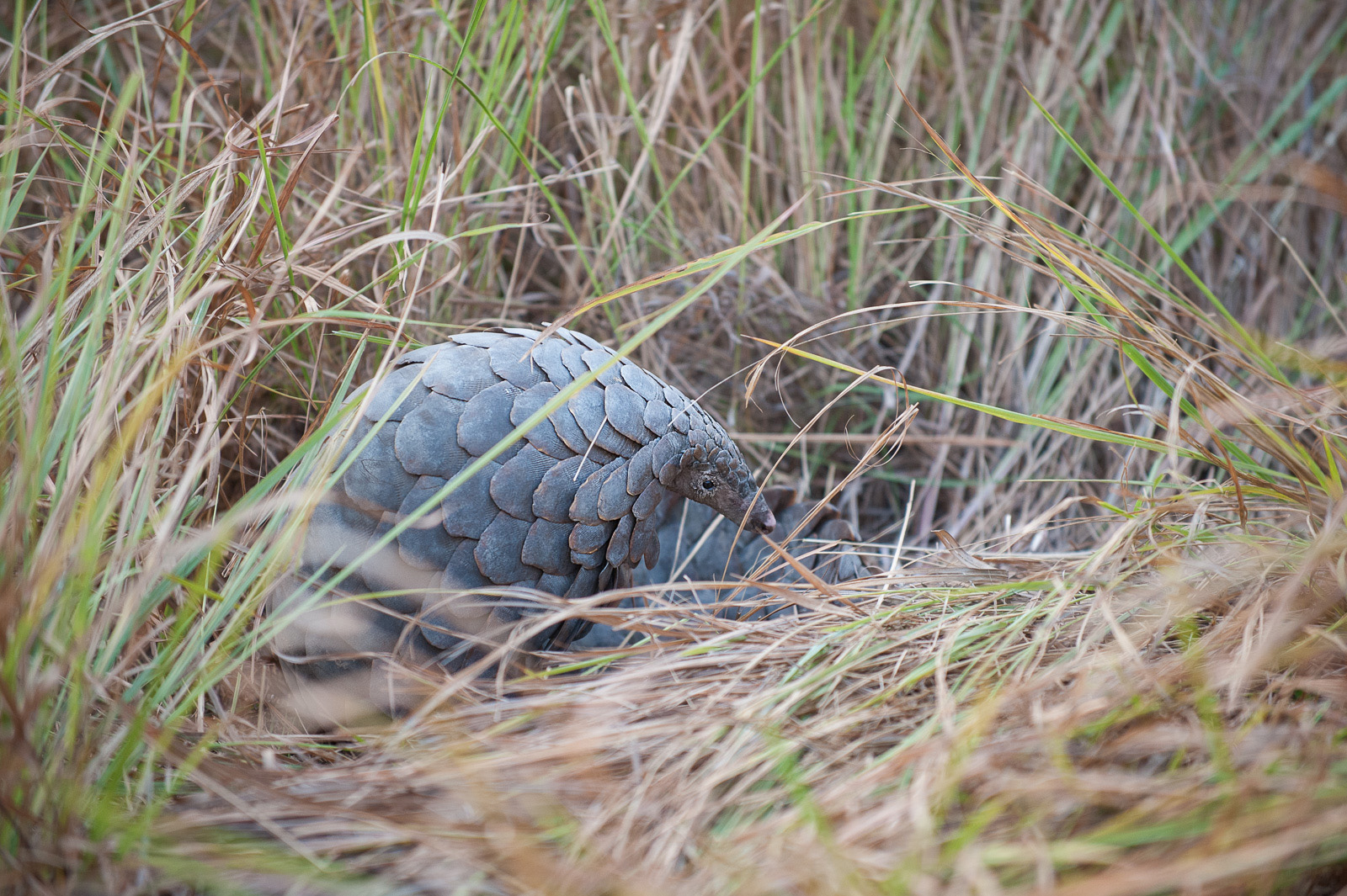 Pangolin, Linyanti Concession, Botswana