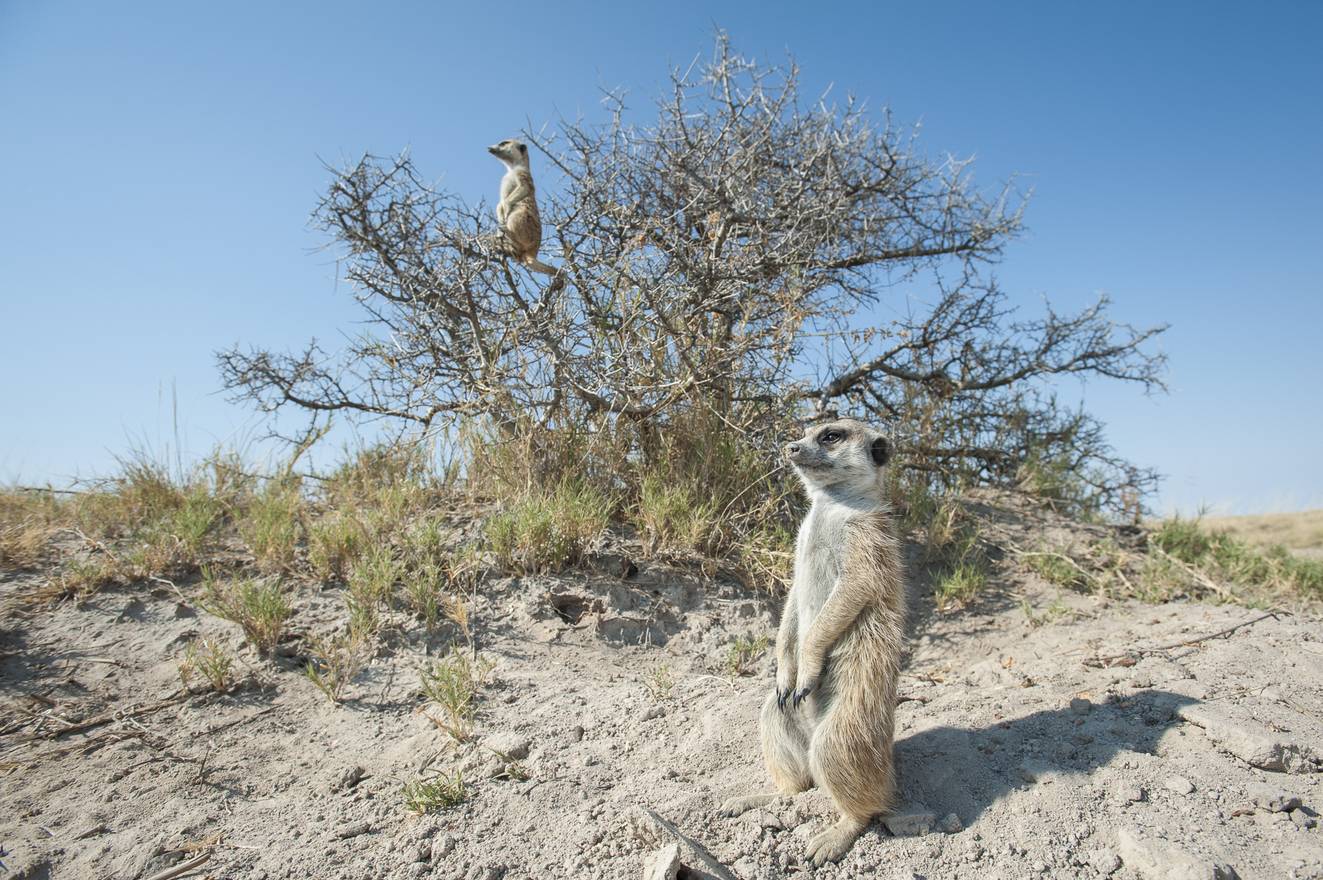Meerkat, Makgadikgadi Pan, Botswana