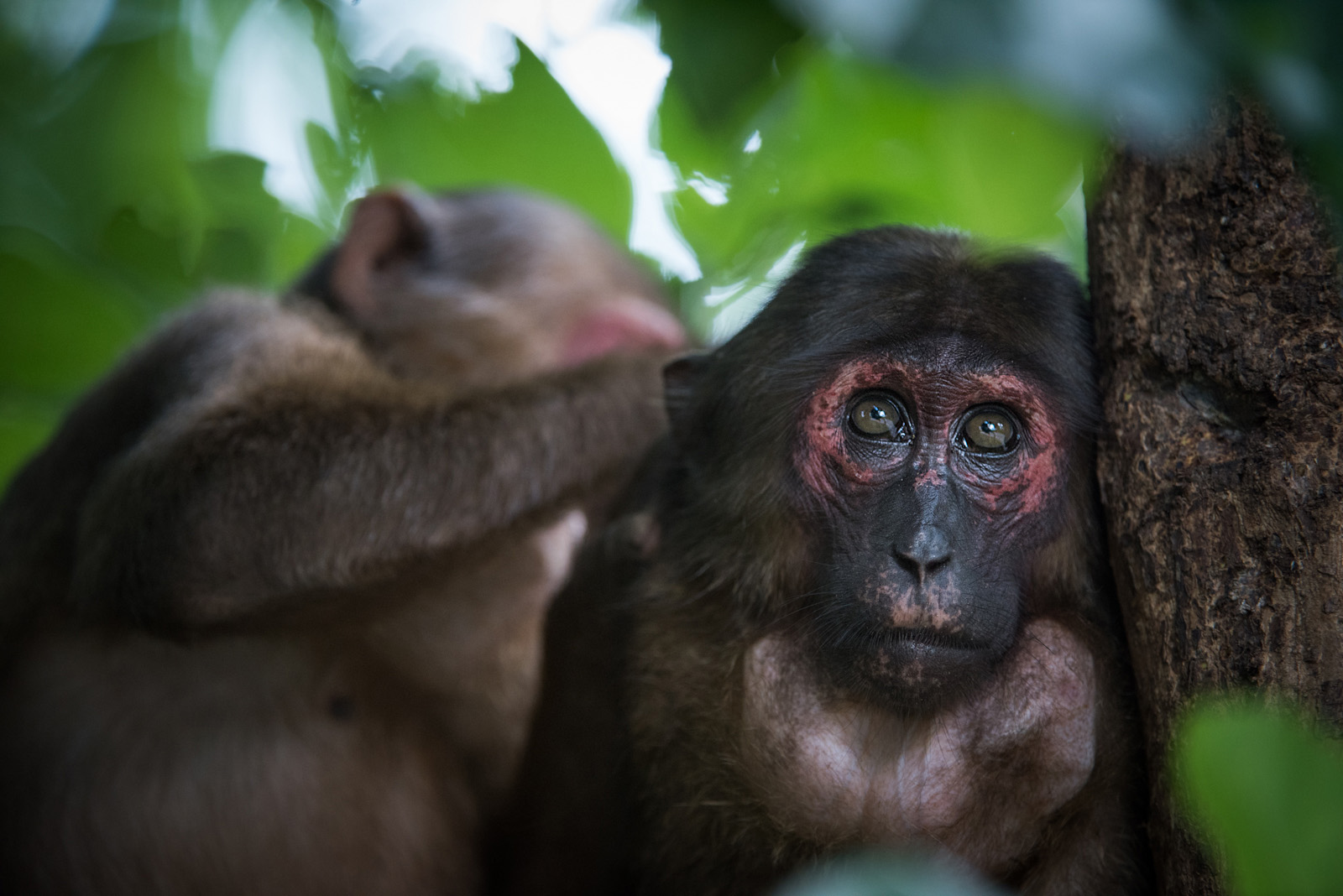 Stump-Tailed Macaque, Malay Peninsula, Thailand