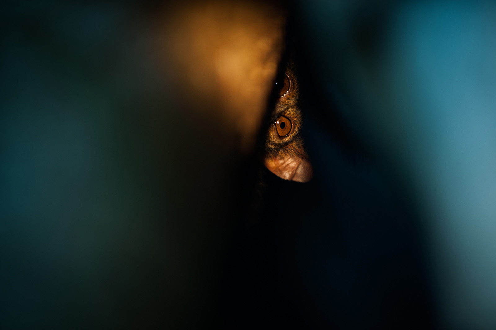 Spectral Tarsier Eyes, Tangkoko National Park, Sulawesi, Indonesia