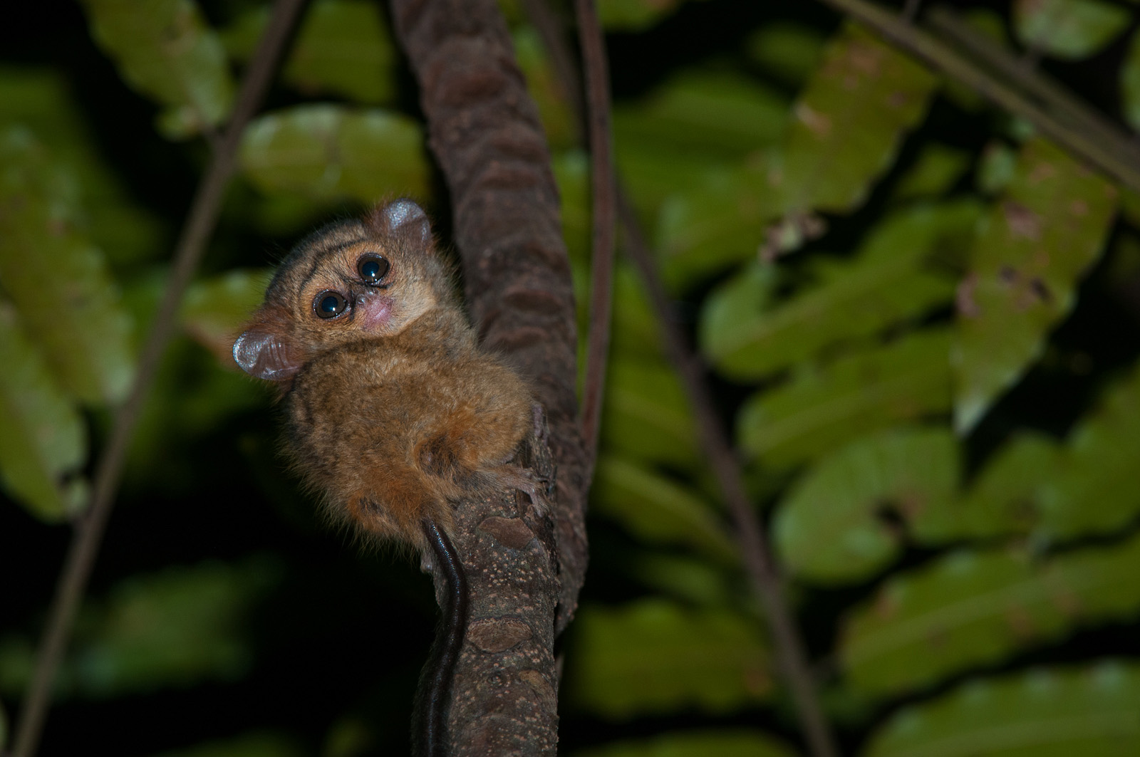 Baby Spectral Tarsier, Tangkoko National Park, Sulawesi, Indonesia