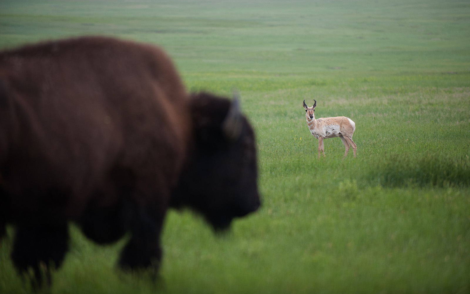 Bison and Pronghorn, Badlands National Park, South Dakota