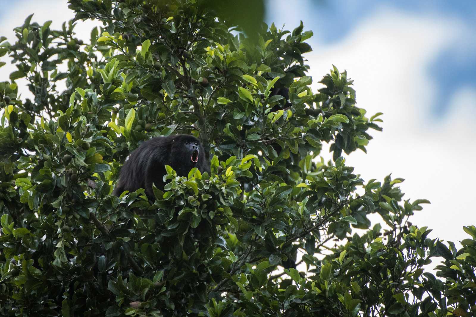 Black Howler Monkey, Caracol Mayan Ruins, Belize