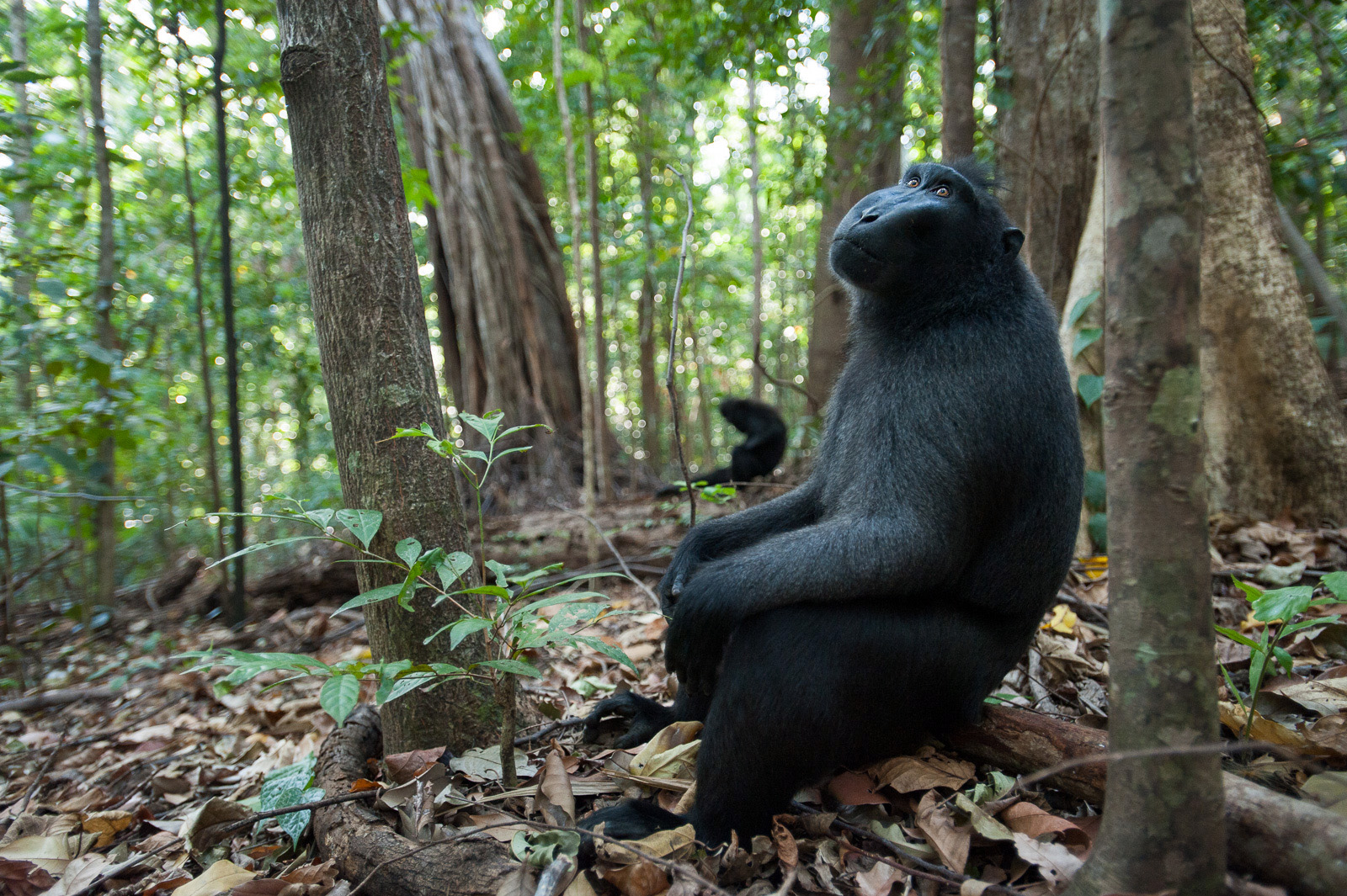 Black-Crested Macaque, Tangkoko National Park, Sulawesi, Indonesia
