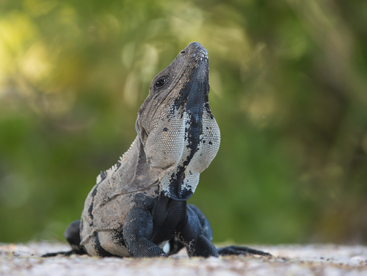 Black Spiny-Tailed Iguana, Ambergris Caye, Belize