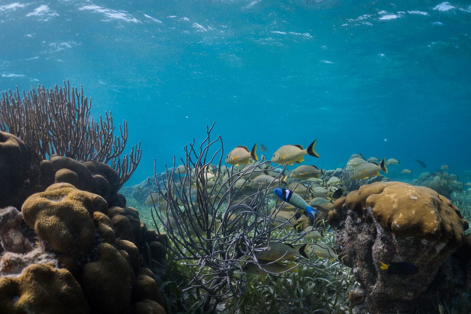 Bluehead Wrasse, Hol Chan Marine Reserve, Belize