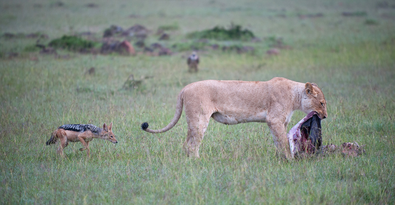 Lion, Jackal and Vulture, Olare Orok Conservancy, Kenya