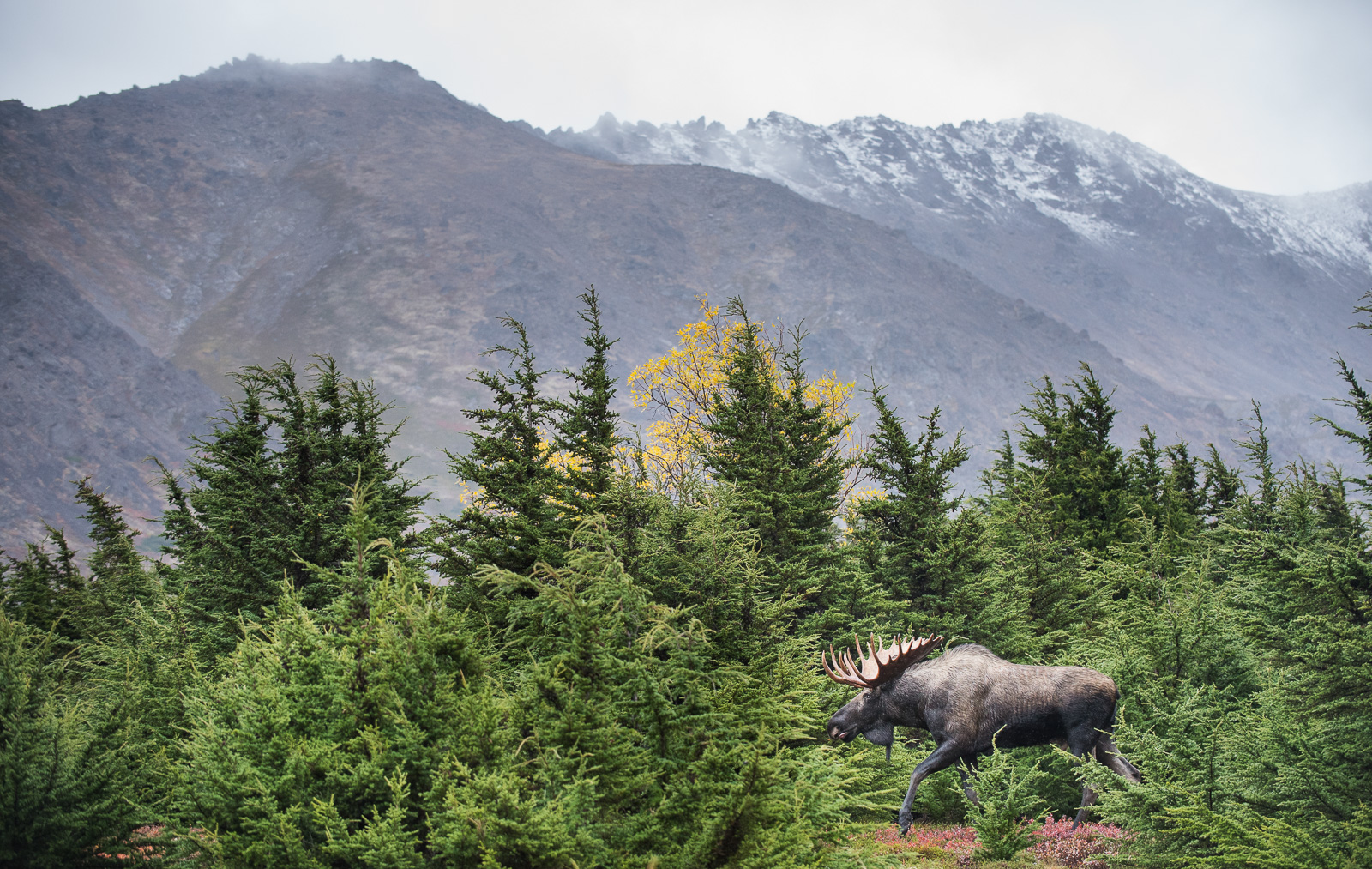 Bull Moose, Chugach State Park, Alaska