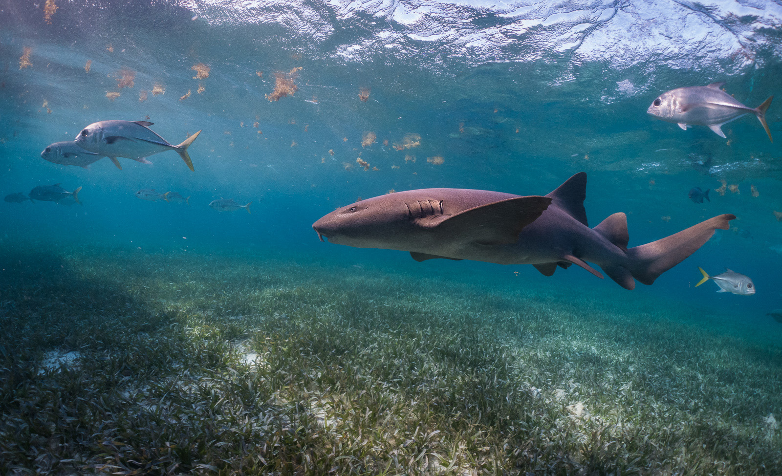 Nurse Shark, Shark Ray Alley, Ambergris Caye, Belize
