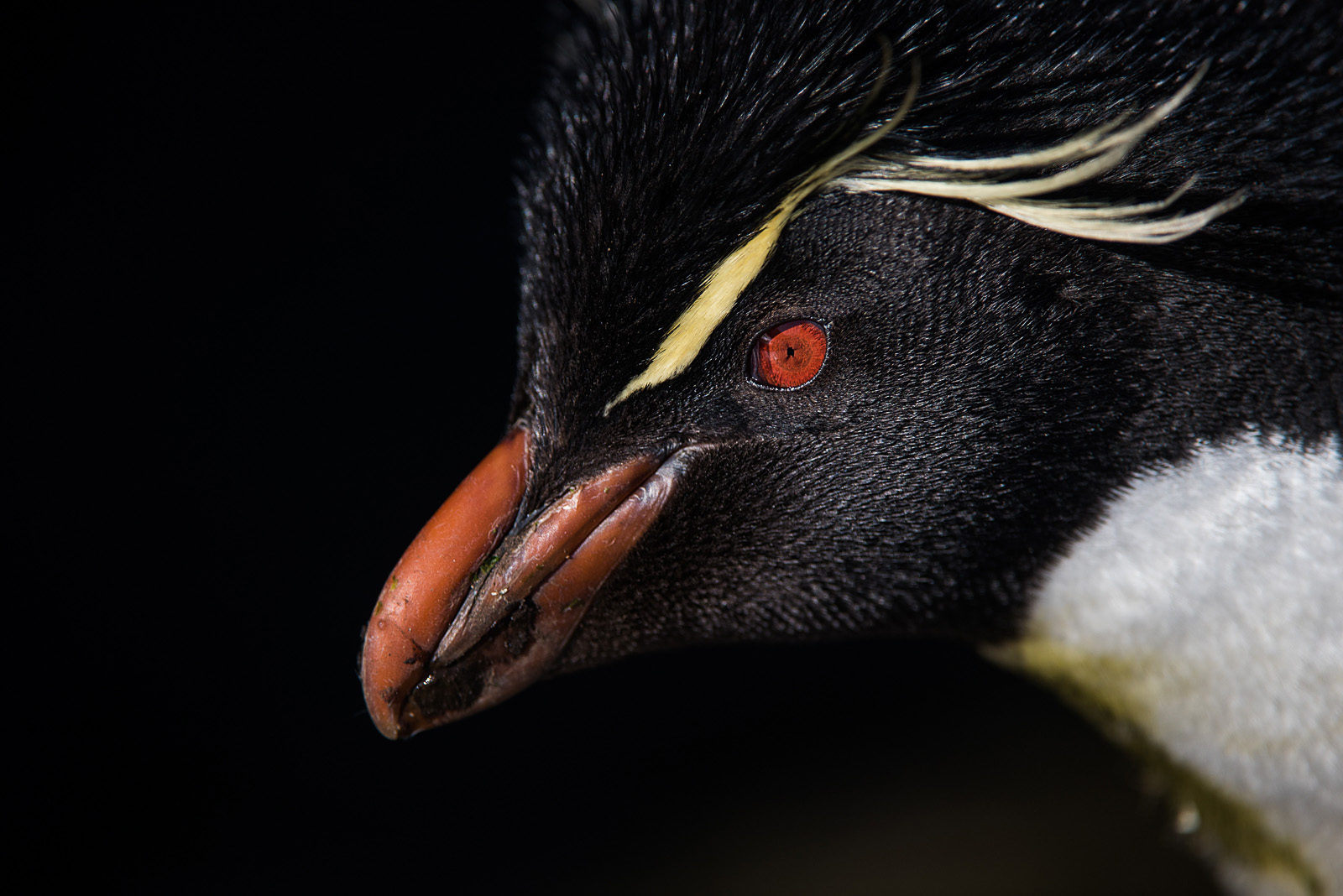 Rockhopper Portrait, Saunders Island, Falkland Islands