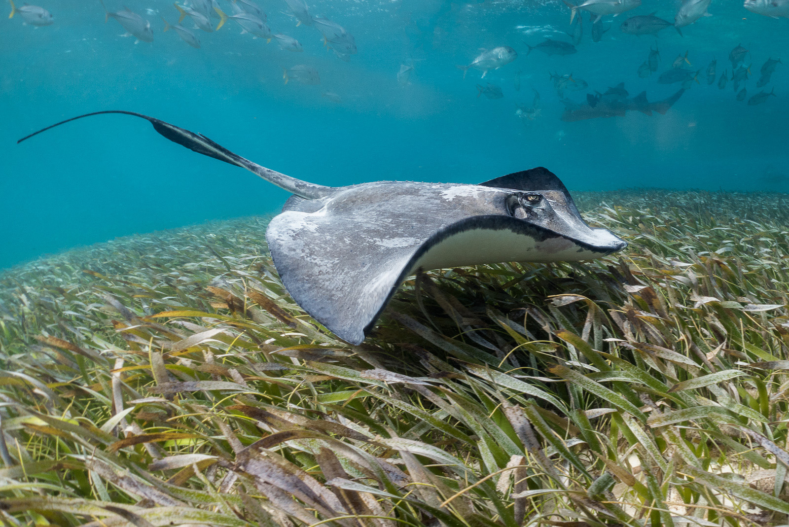 Southern Stingray, Shark Ray Alley, Ambergris Caye, Belize