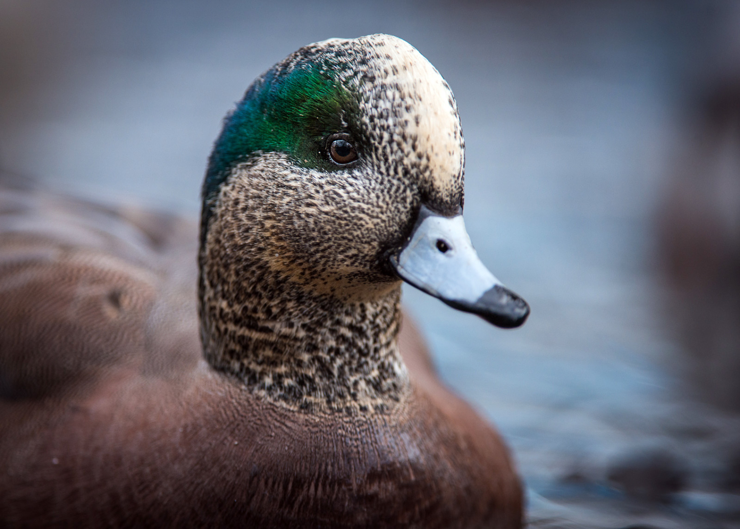 American Wigeon, Reifel Bird Sanctuary, Vancouver, British Columbia, Canada
