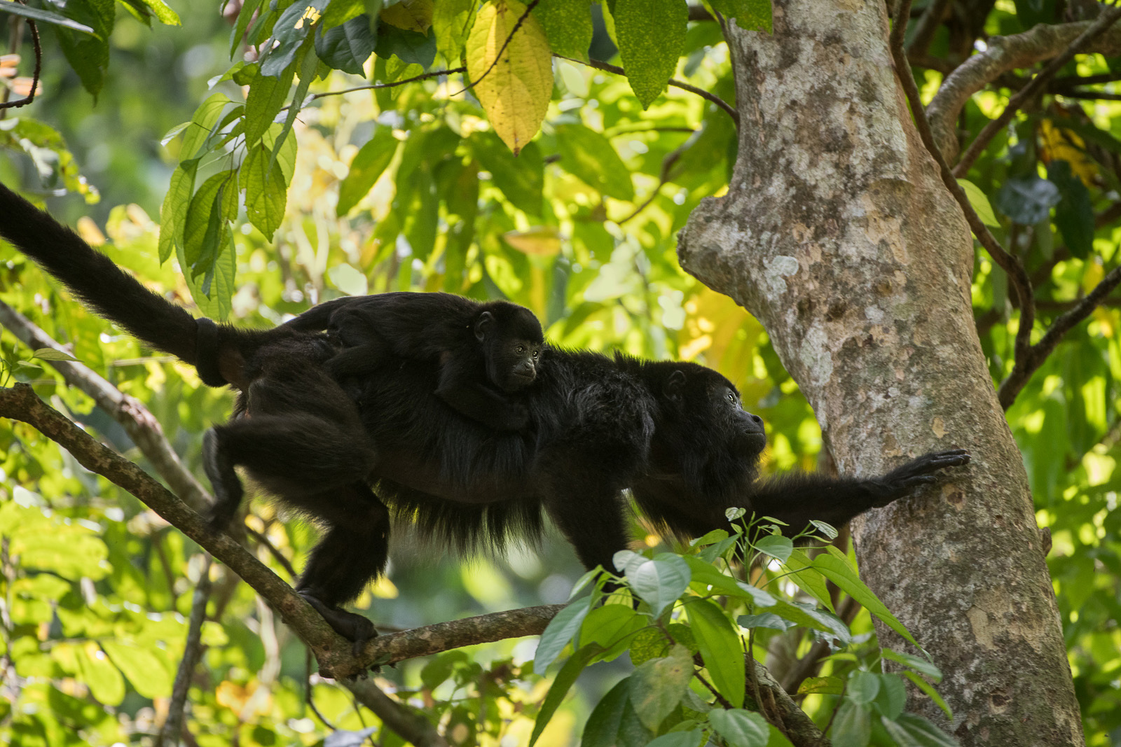 Black Howler Mother and Baby, Caracol, Belize