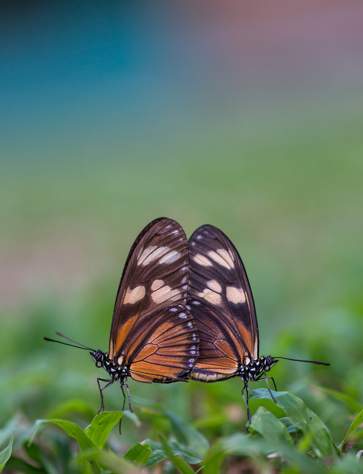Heliconias Butterflies Mating, Corcovado National Park, Costa Rica