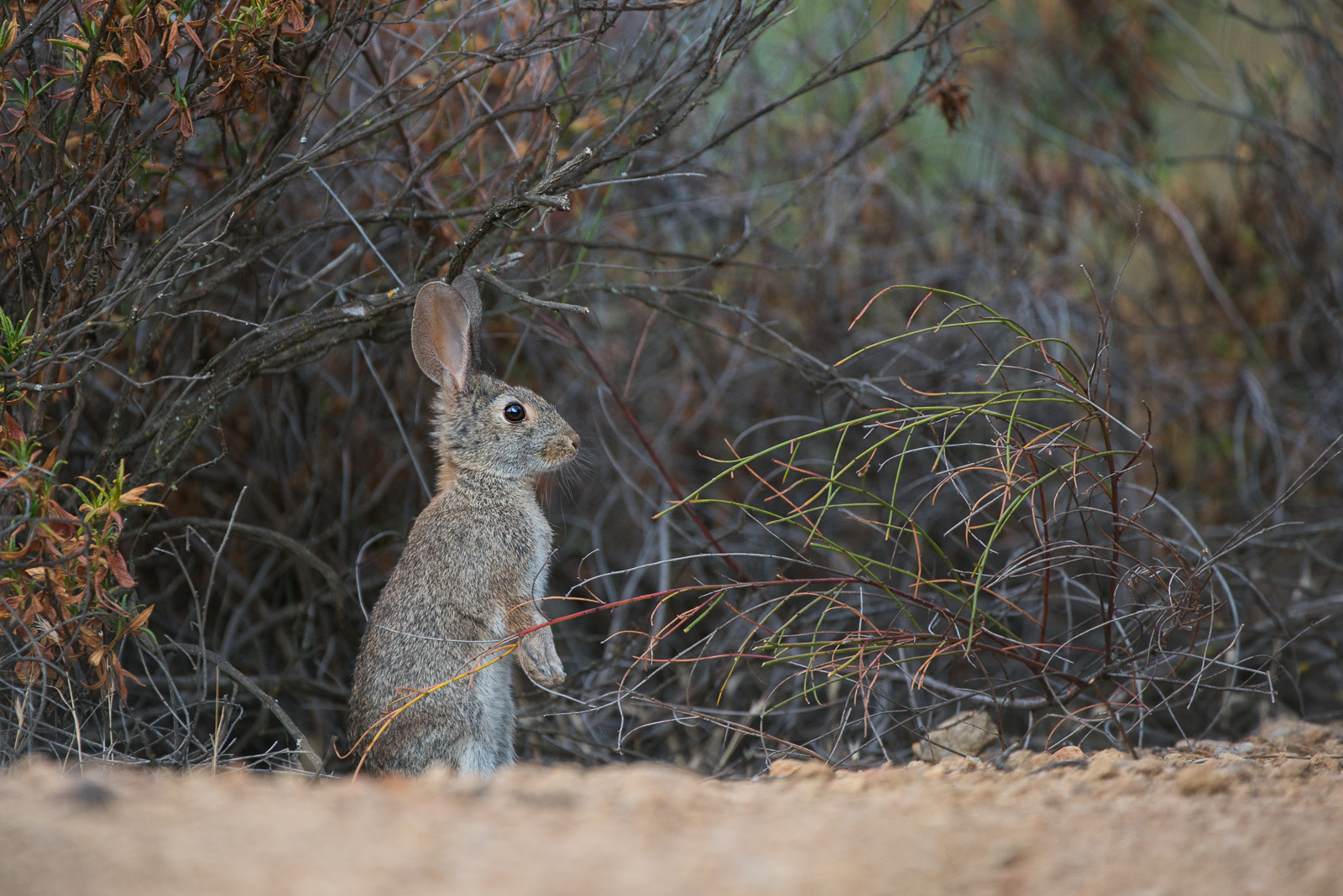Cottontail, Malibu, California