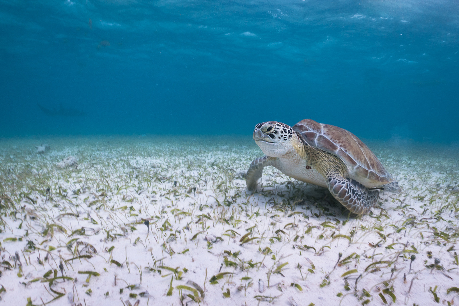 Pacific Green Sea Turtle, Shark Ray Alley, Ambergris Caye, Belize