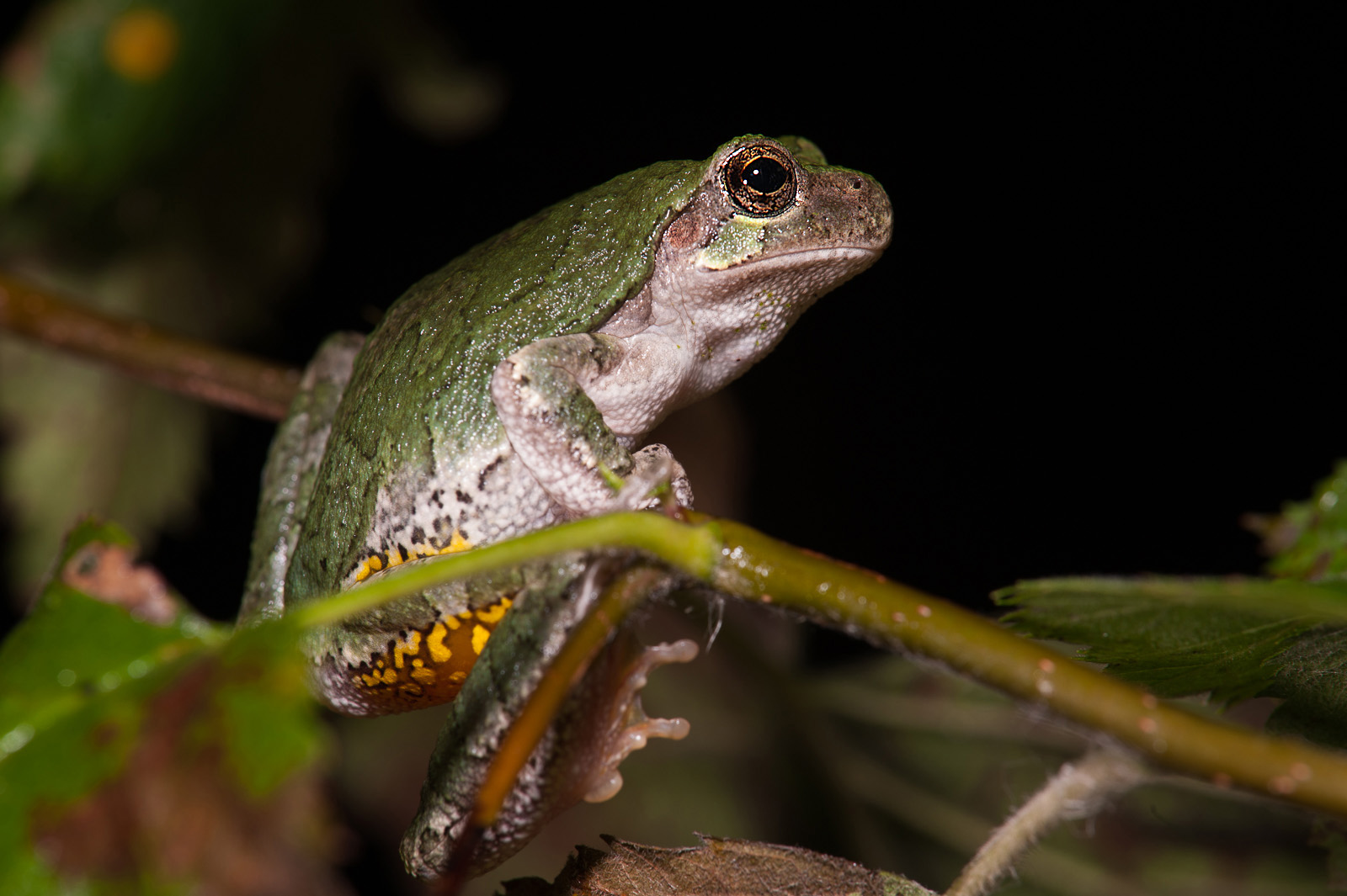 Gray Tree Frog, near Waterloo, Iowa