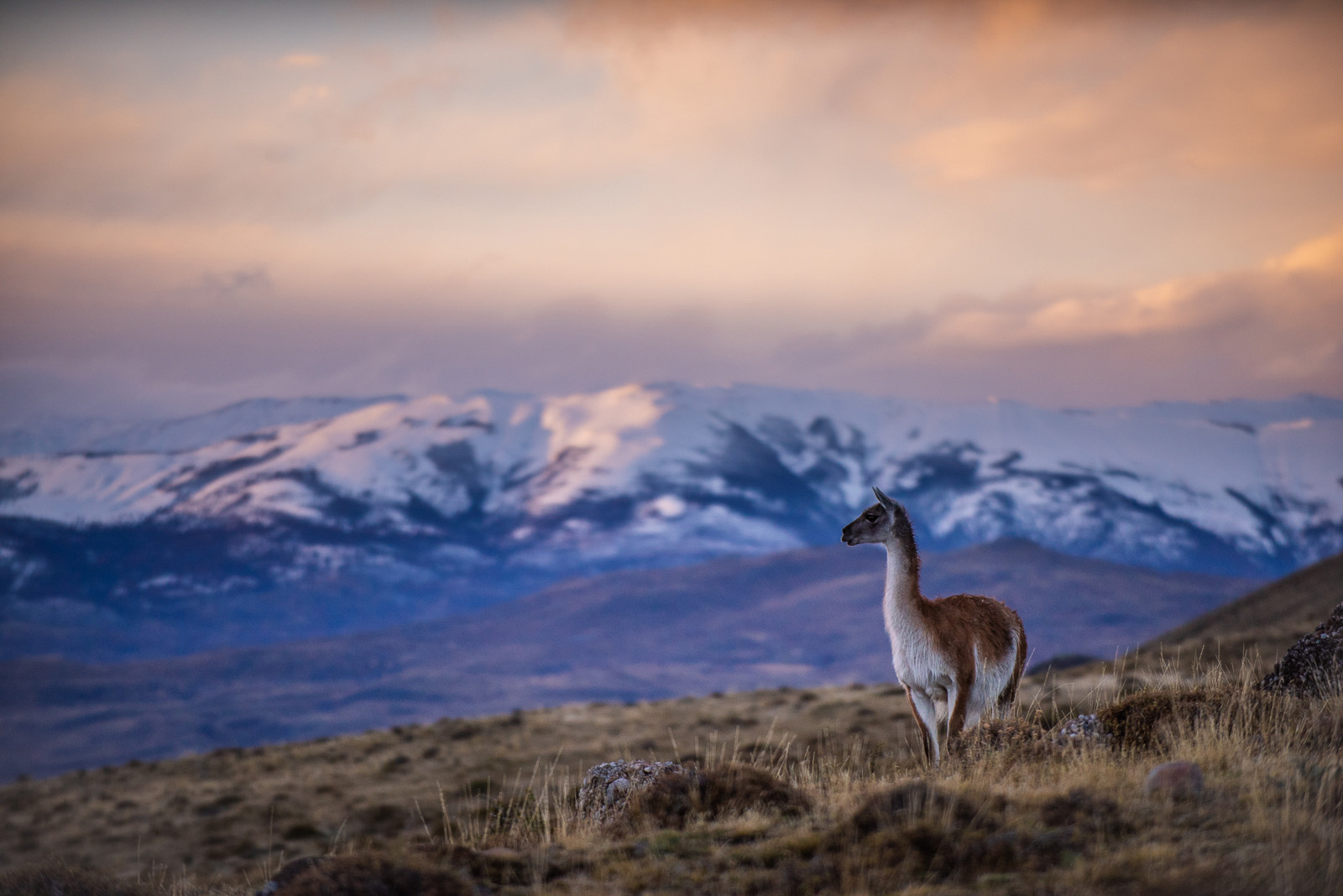 Guanaco, Torres Del Paine National Park, Chile