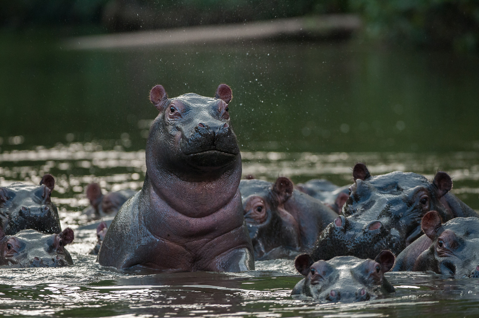 Hippopotamus, Queen Elizabeth National Park, Uganda
