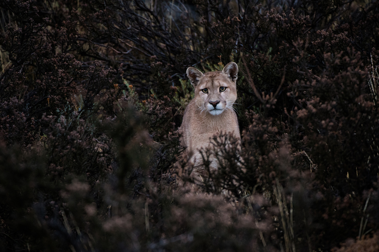 Puma, Torres Del Paine National Park, Chile