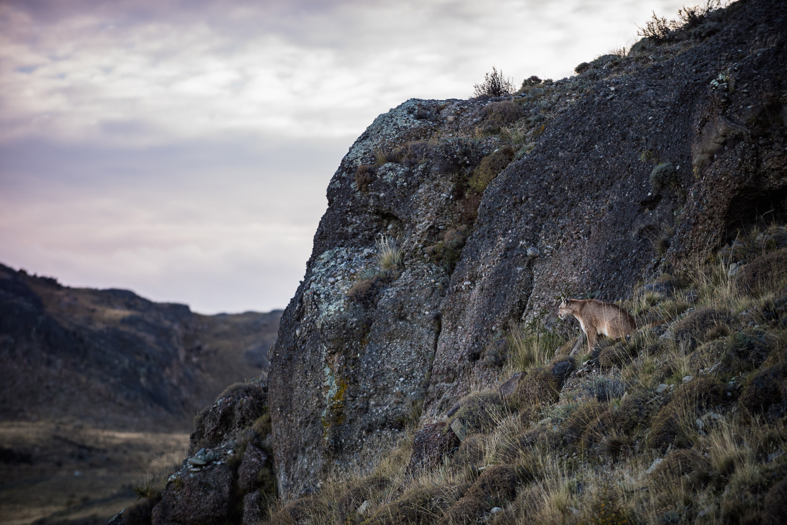 Puma, Torres Del Paine National Park, Chile