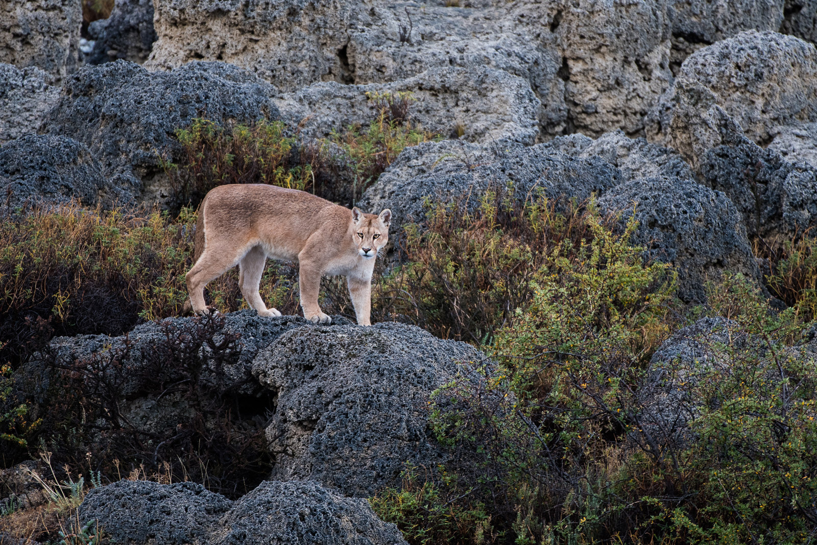 Puma, Torres Del Paine National Park, Chile