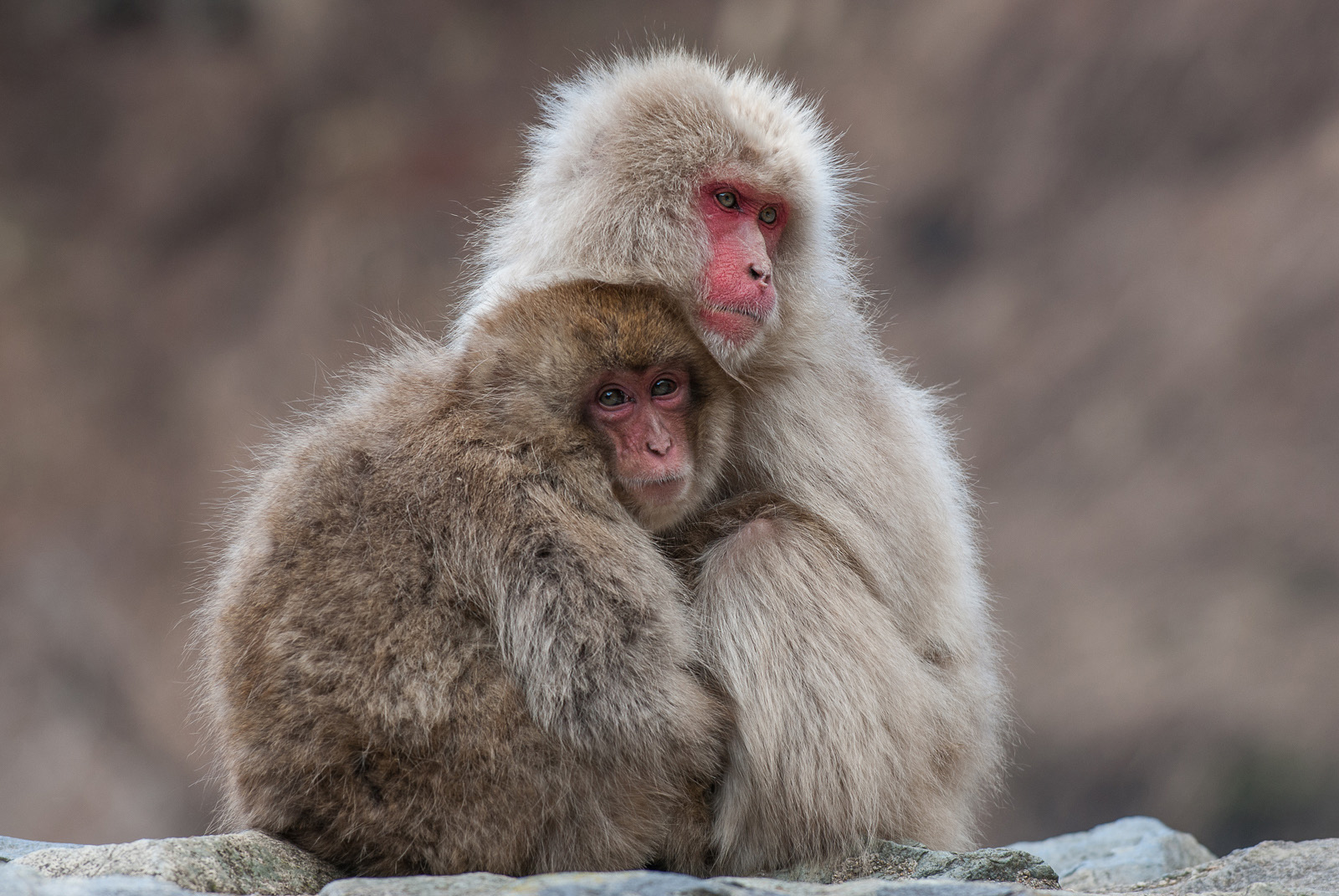 Snow Monkeys, Jigokudani Hotsprings, Nagano, Japan
