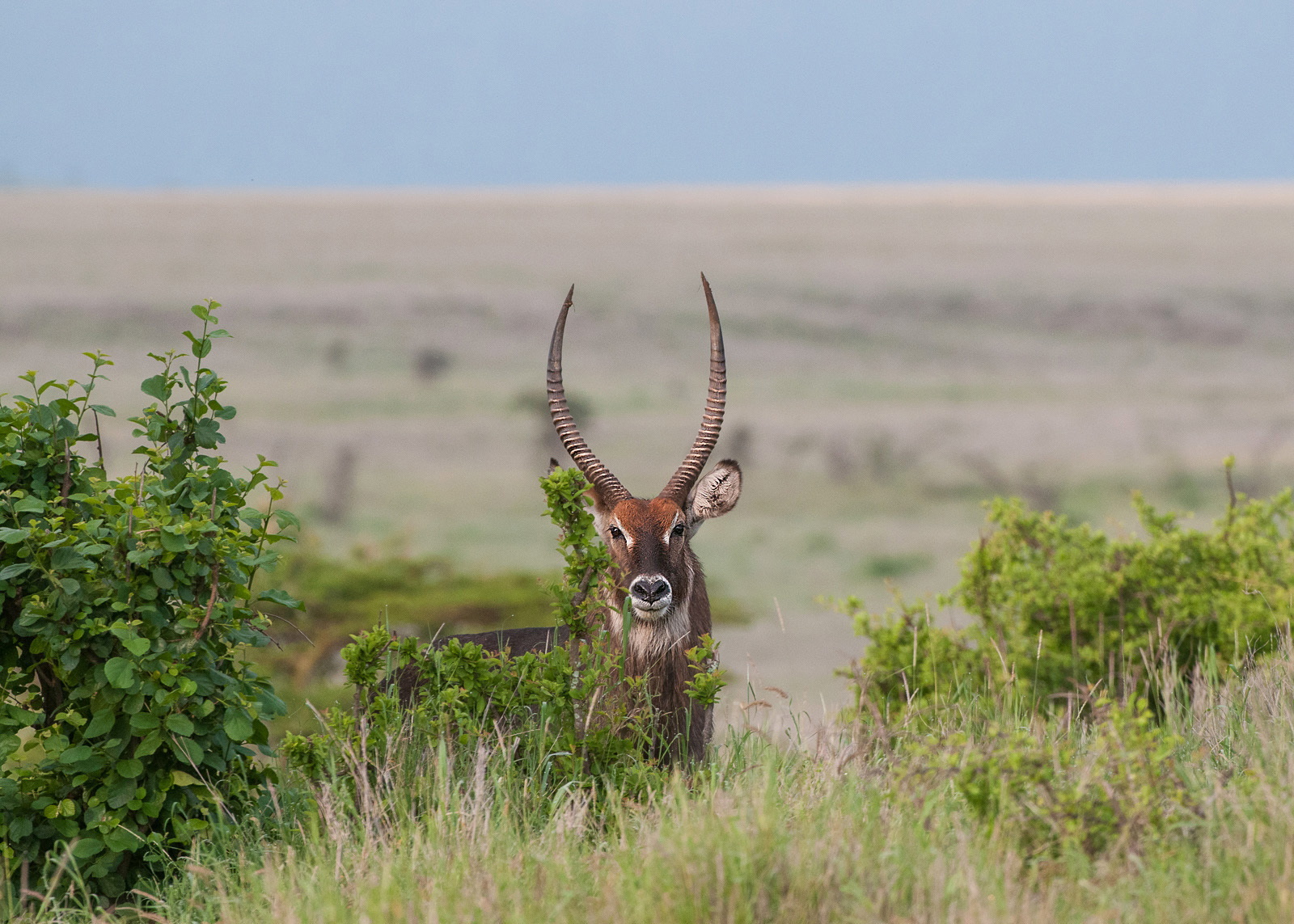 Male Waterbuck, Queen Elizabeth National Park, Uganda