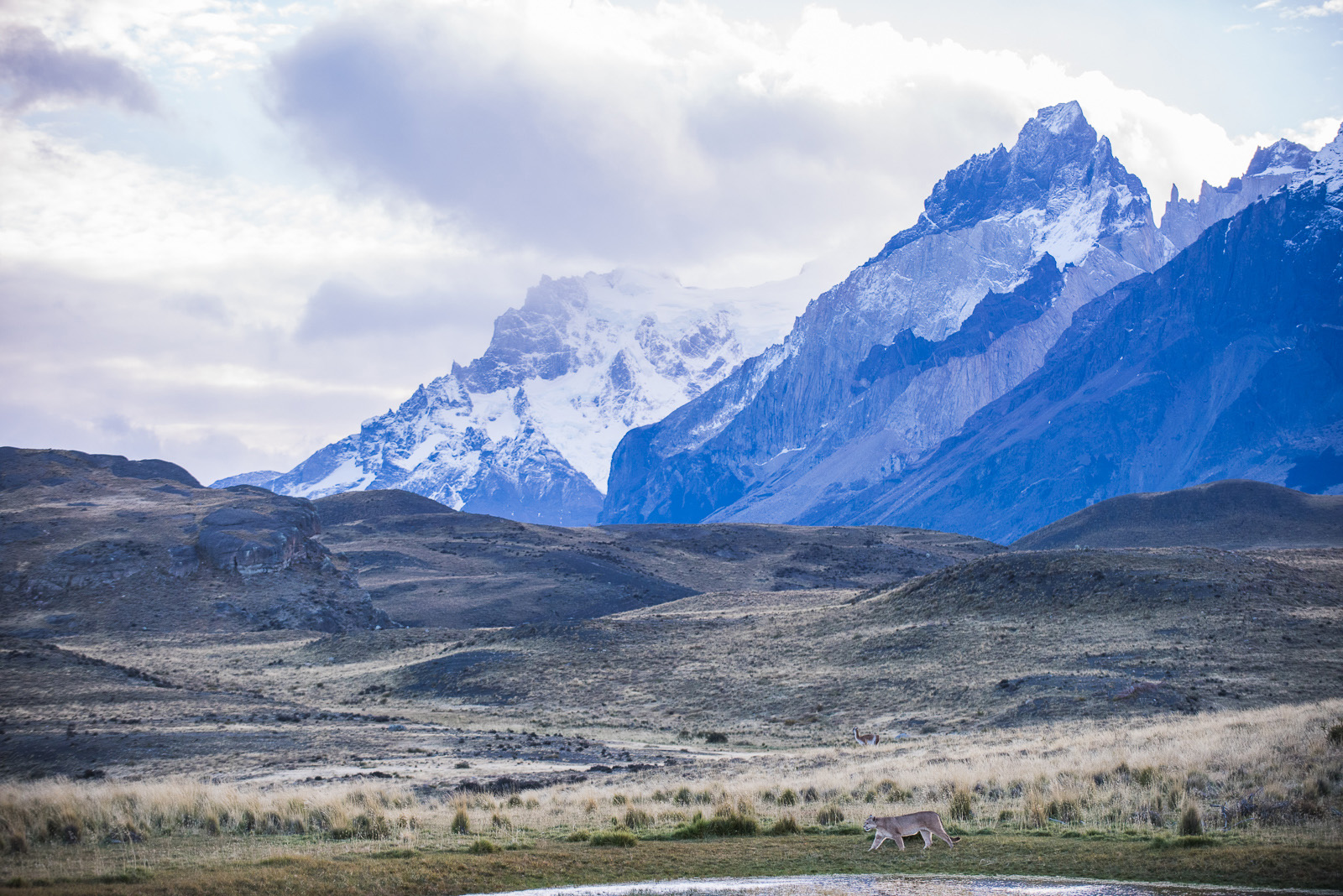 Puma Landscape, Torres Del Paine National Park, Chile