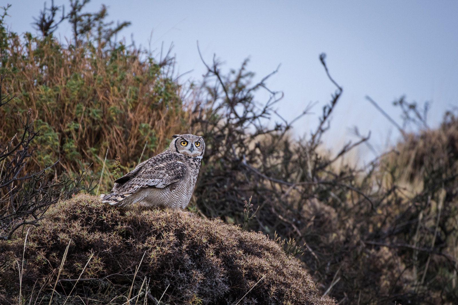 Magellanic Horned Owl, Torres Del Paine, Chile