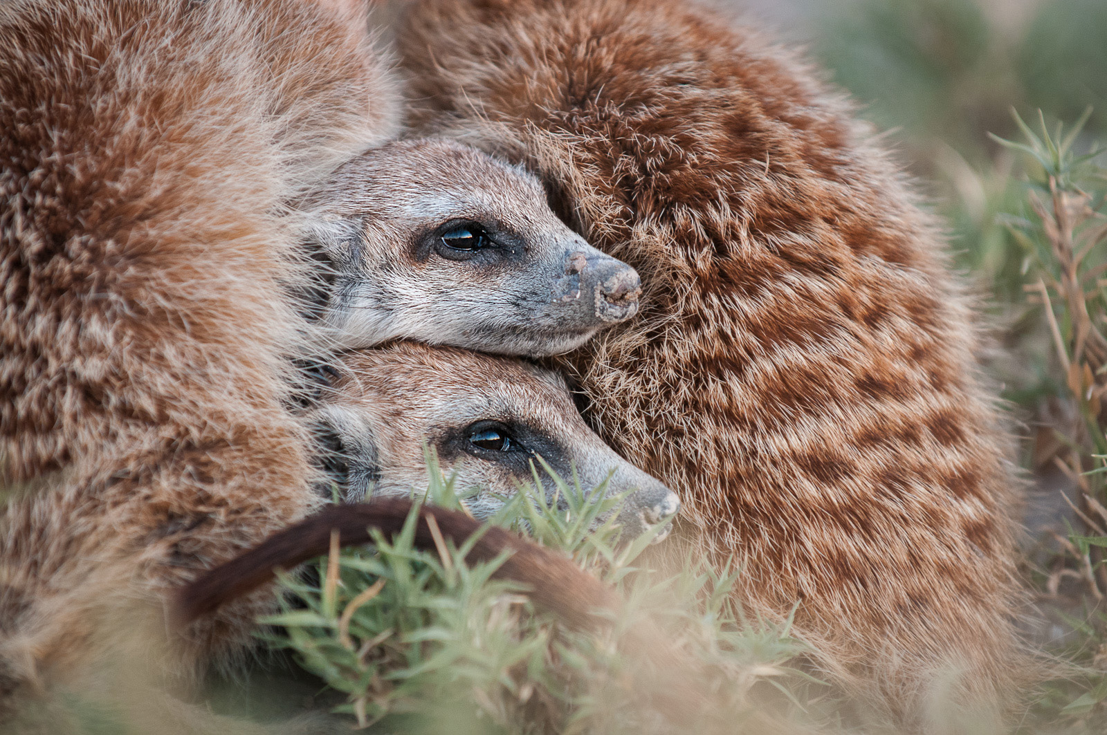 Meerkats, Makgadikgadi Pans, Botswana