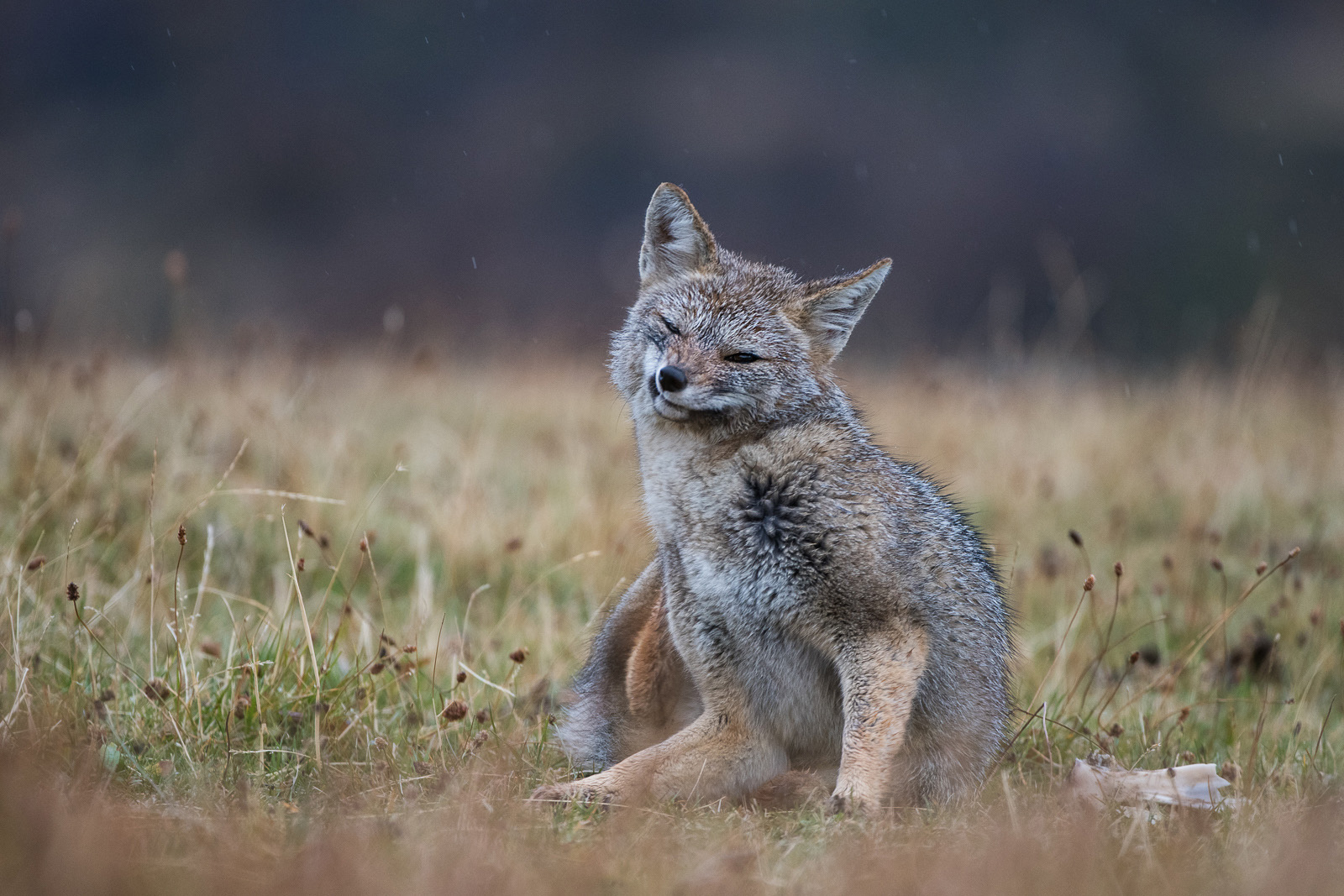 Patagonian Fox, Torres Del Paine, Chile