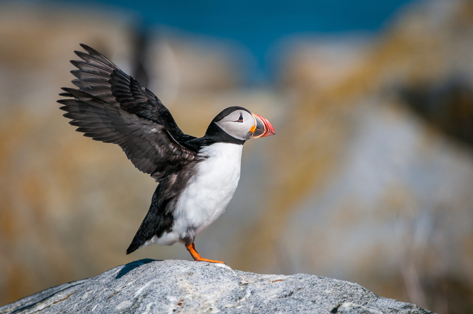 Atlantic Puffin, Machias Seal Island, Maine/New Brunswick