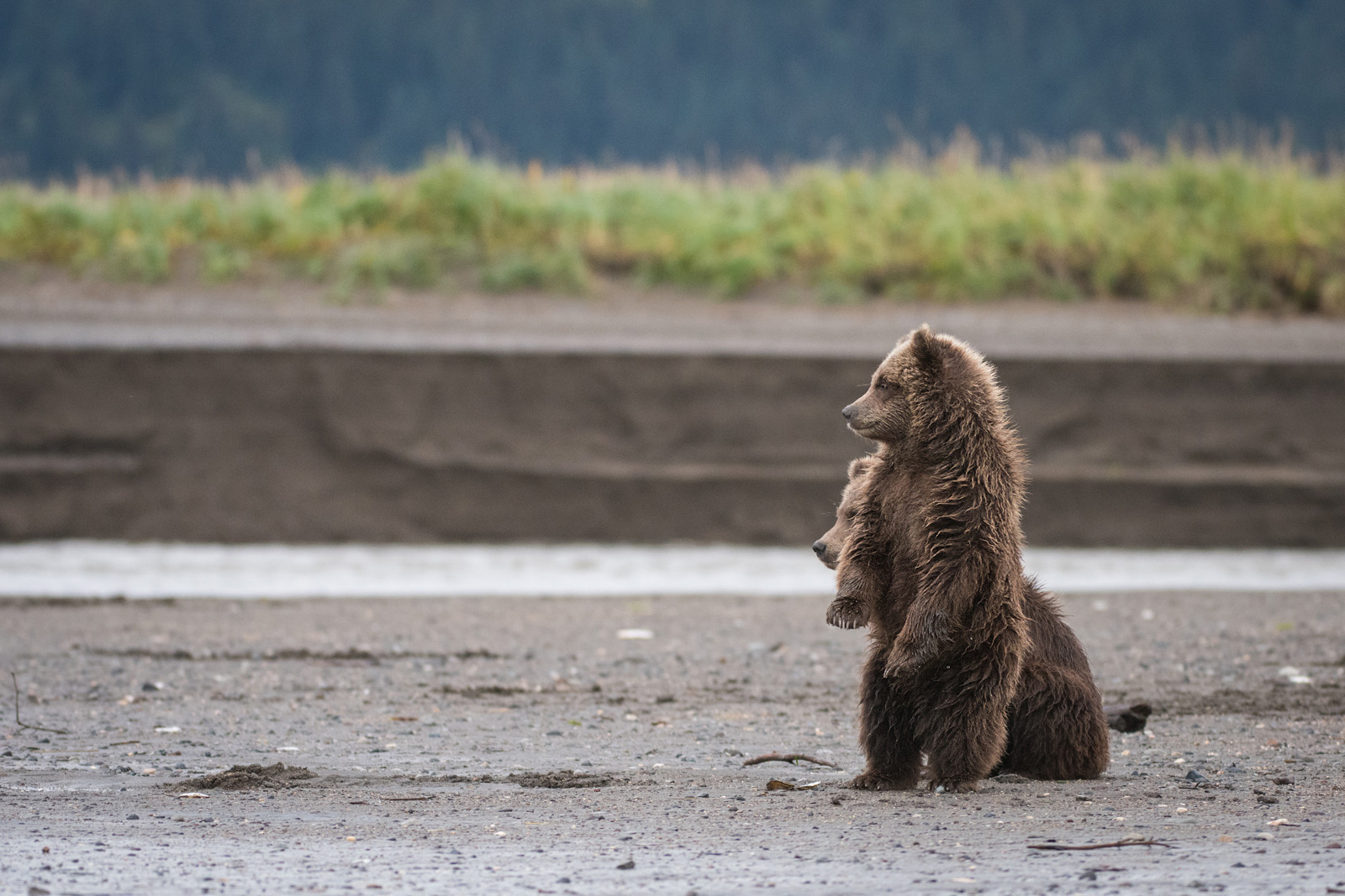 Brown Bear Cubs, Lake Clark National Park, Alaska