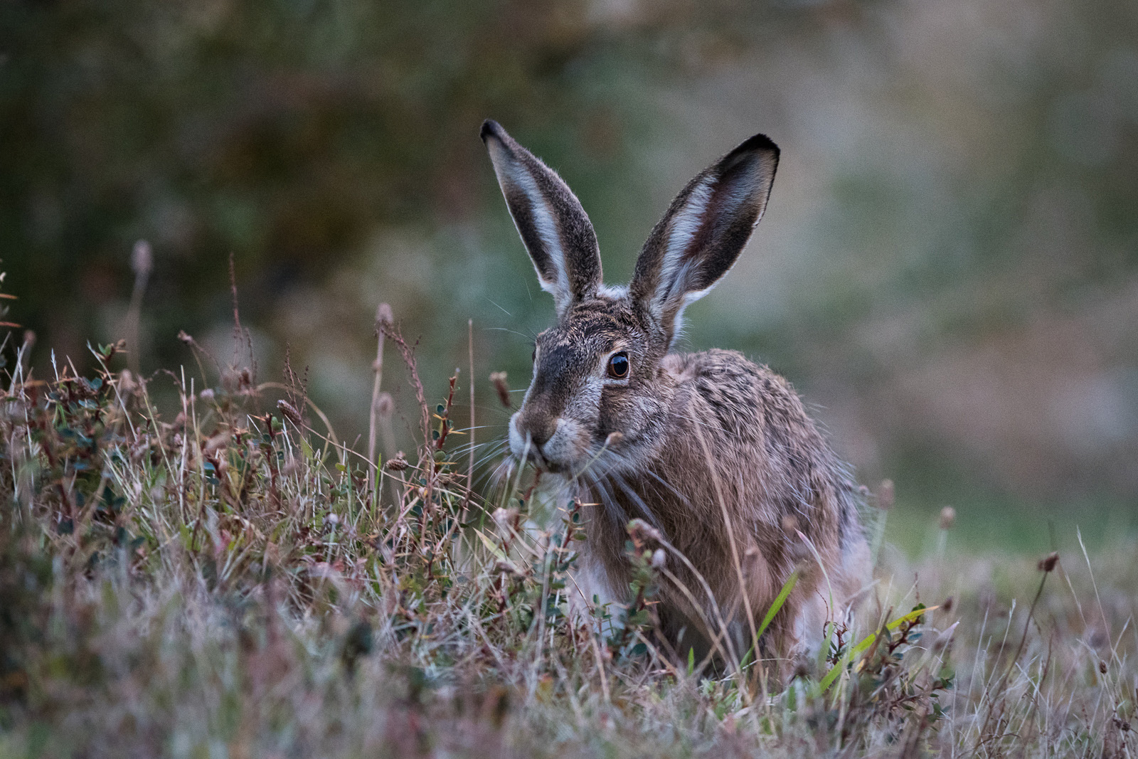 European Hare, Torres Del Paine National Park, Chile