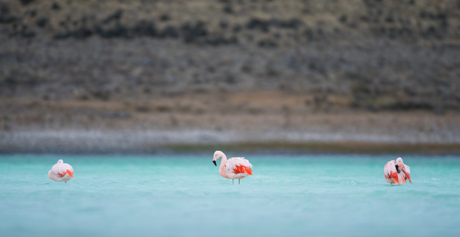 Chilean Flamingos, Torres Del Paine National Park, Chile