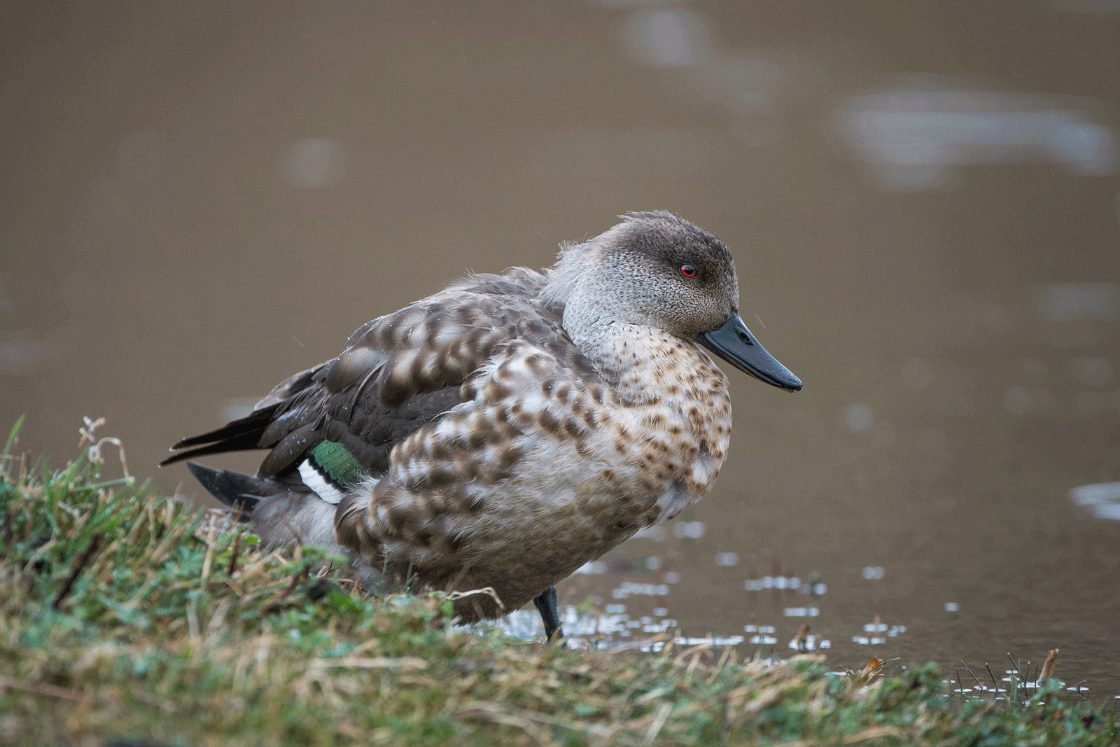 Crested Duck, Torres Del Paine National Park, Chile