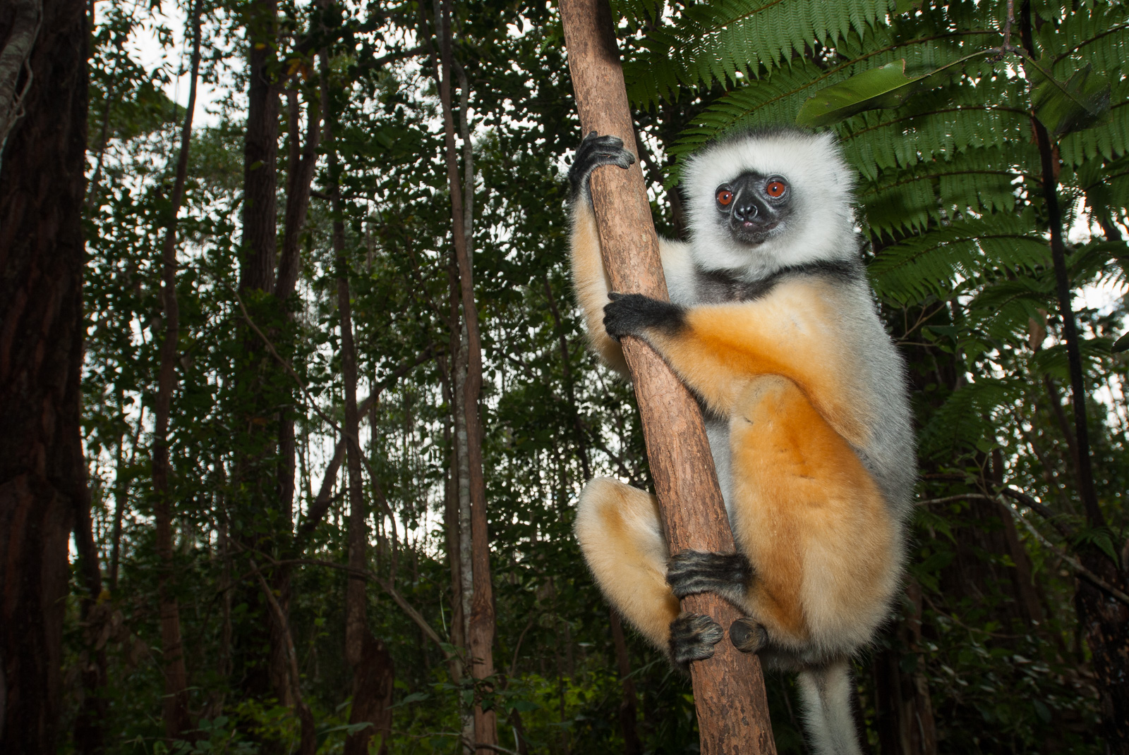 Diademed Sifaka, Central Madagascar