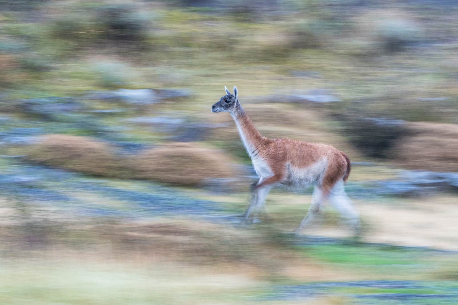 Guanaco Blur, Torres Del Paine National Park, Chile