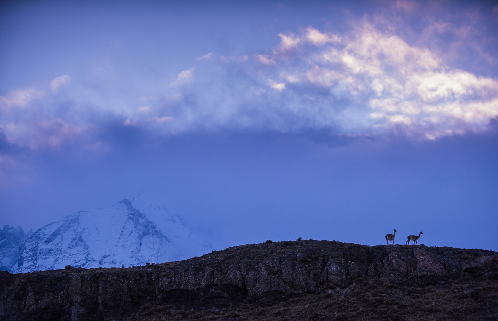 Guanacos, Torres Del Paine National Park, Chile