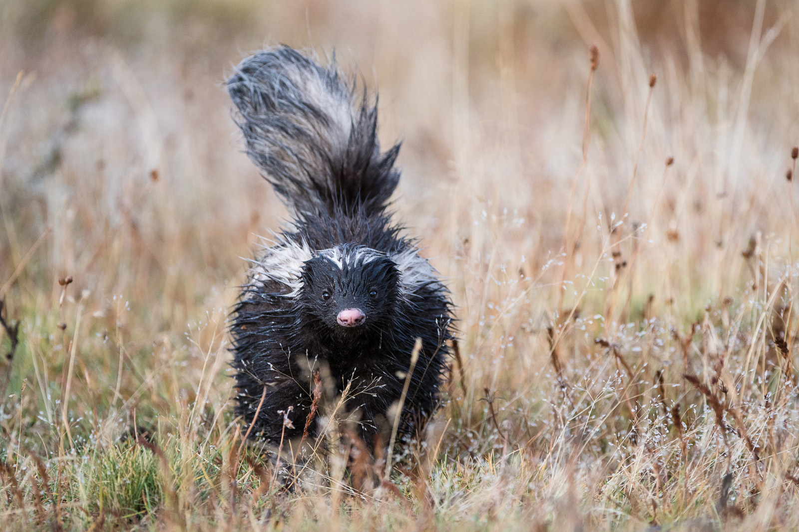 Patagonian Hog-Nosed Skunk, Torres Del Paine National Park, Chile