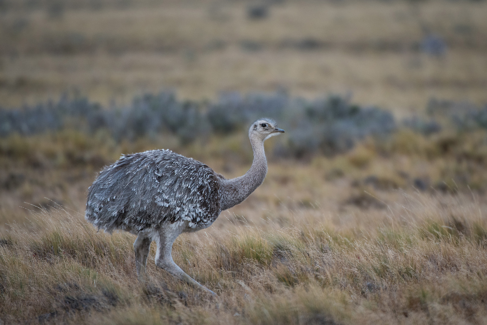 Lesser Rhea, Outside Punta Arenas, Chile