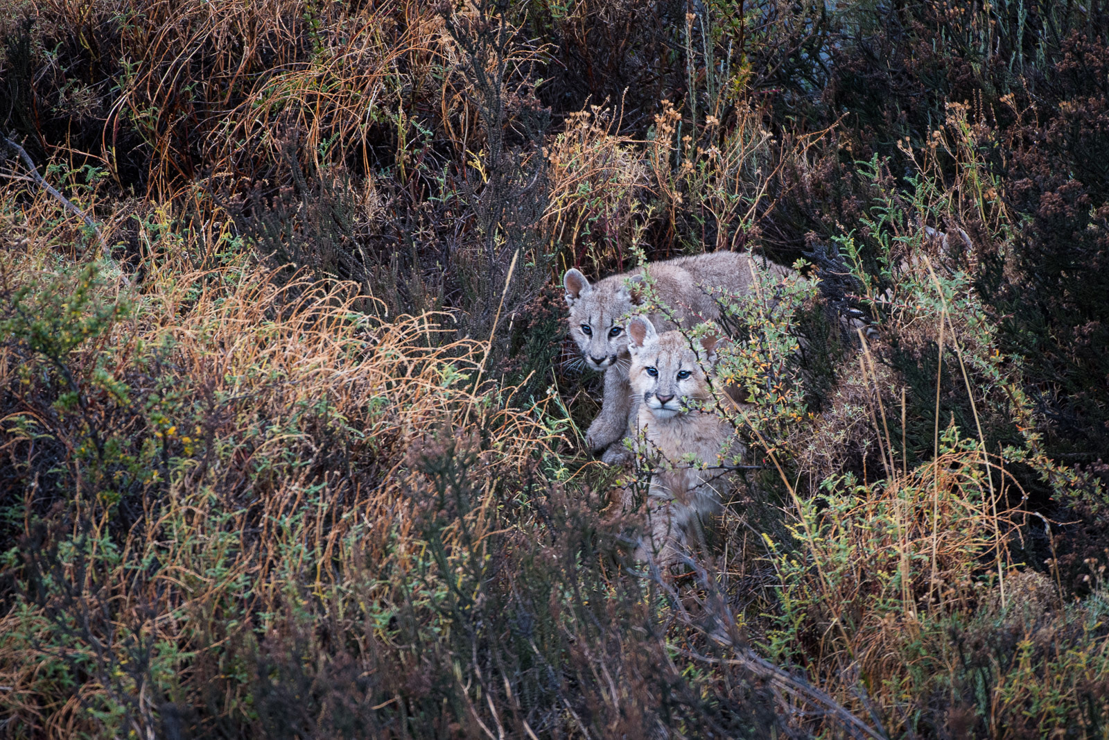 Puma Cubs, Torres Del Paine National Park, Chile