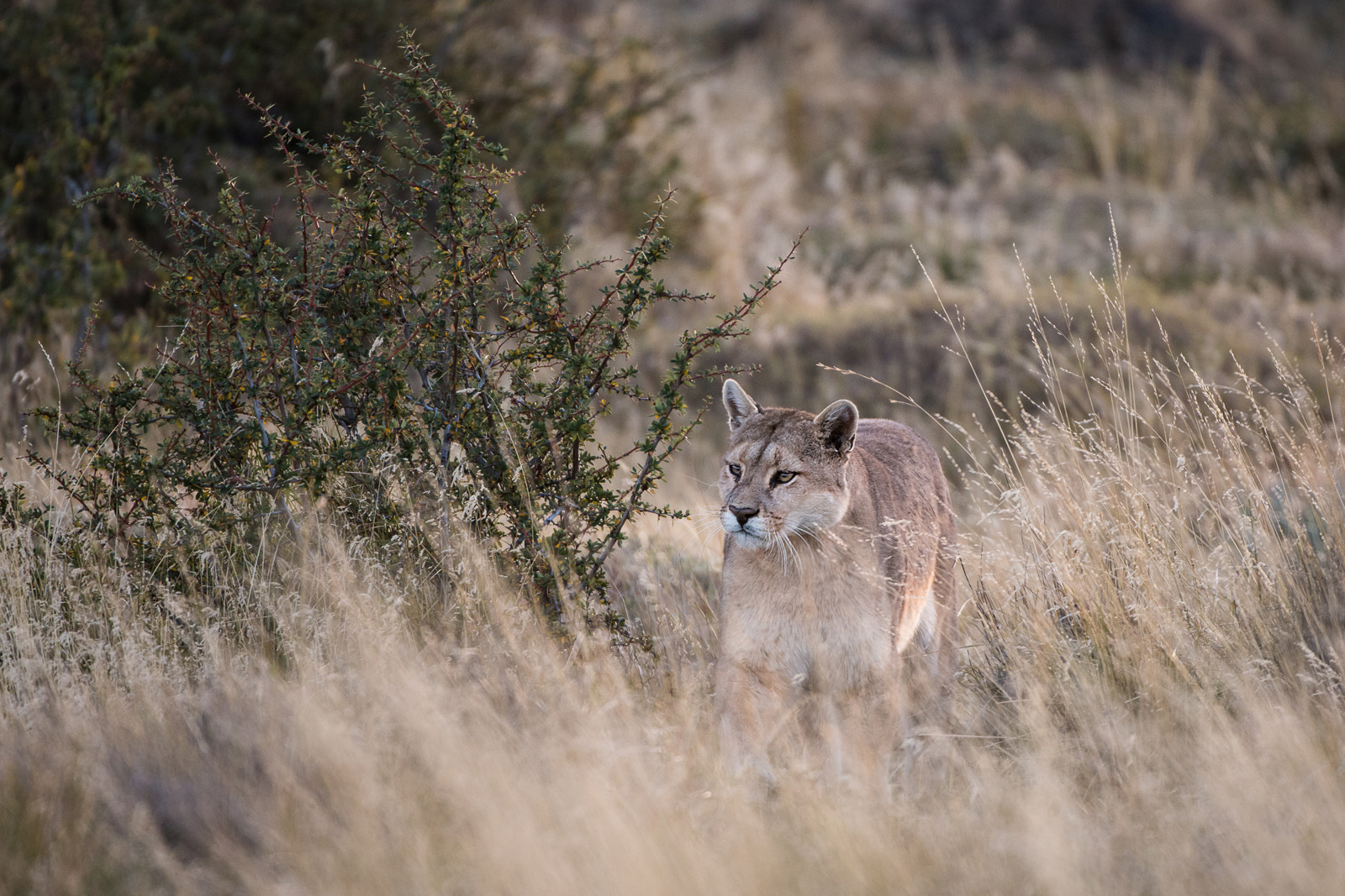 Puma, Torres Del Paine, National Park, Chile