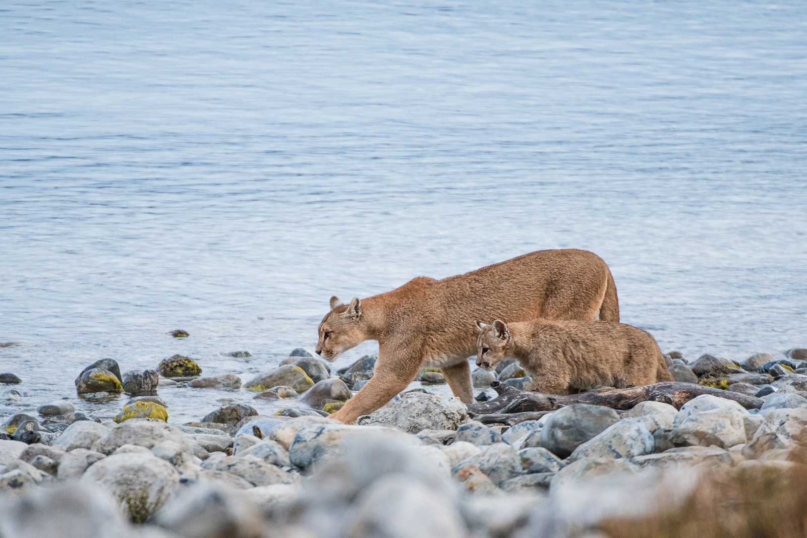 Puma Mother and Cub, Torres Del Paine National Park, Chile